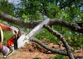 Best Palm Tree Trimming  in Glen Allen, VA