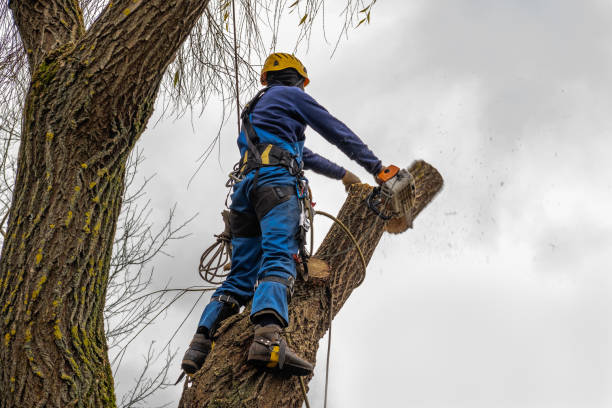 Best Fruit Tree Pruning  in Glen Allen, VA