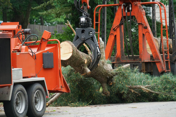 Best Tree Maintenance Programs  in Glen Allen, VA